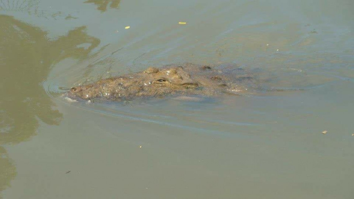 Exigen mayor vigilancia en Laguna del Carpintero tras ataque de cocodrilo