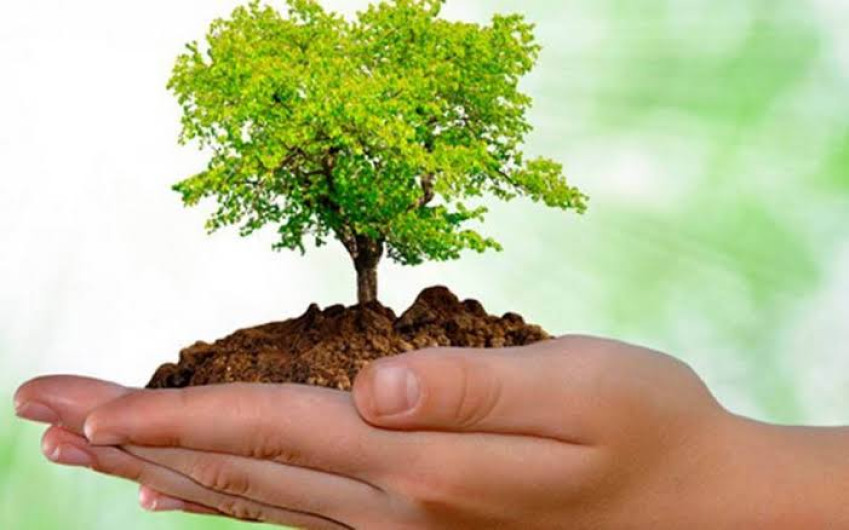 Sera ley proteger a los árboles