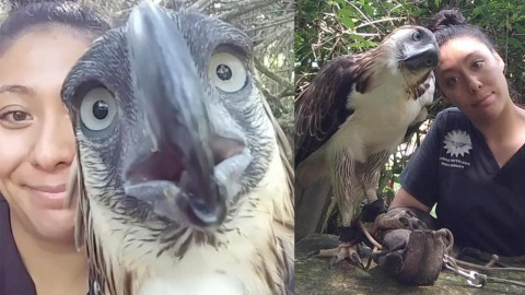  Mujer forma un increíble vínculo con una águila en peligro de extinción