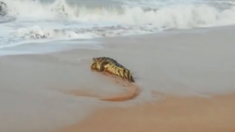Captan a cocodrilo paseando por playa de Mazatlán