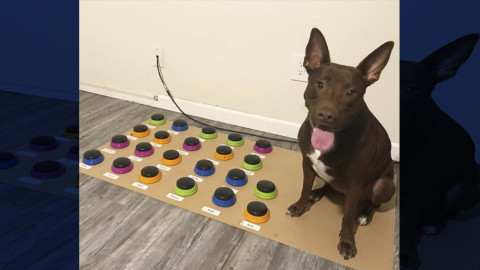 Perrita aprende a hablar con humanos a través de tablero con sonidos