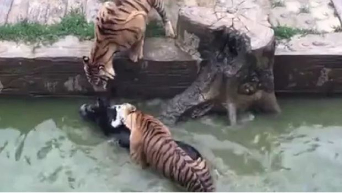 Zoologico chino da a burro vivo como comida a felinos 