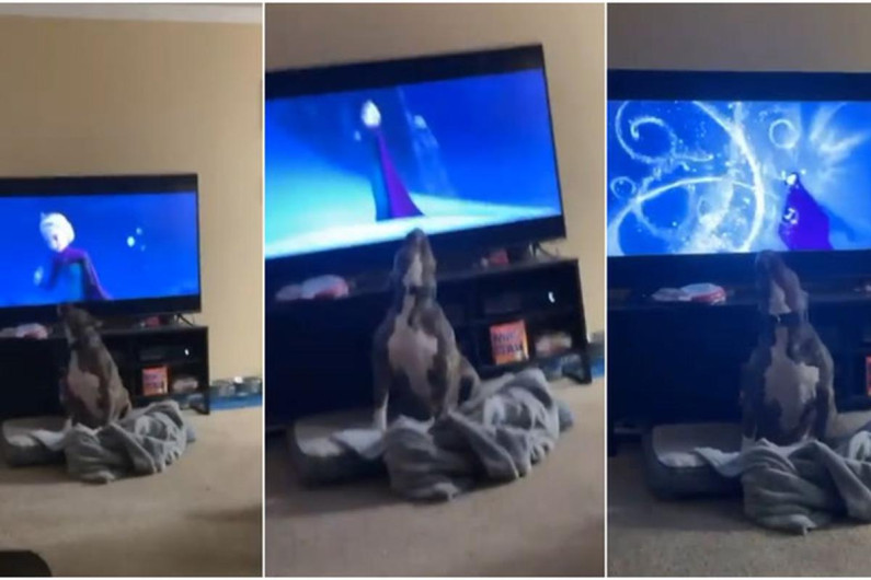 Perro aúlla al ritmo de 'Libre soy' de Frozen
