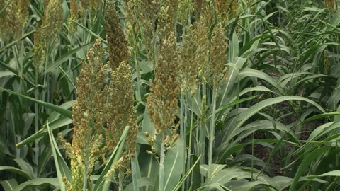 Paso de Franklin beneficia al sector agrícola del sur de Tamaulipas.