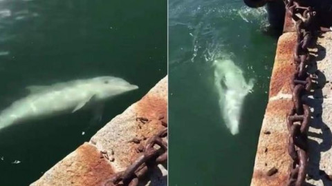 Increíbles efectos de la cuarentena en Venecia
