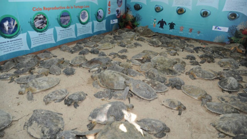 Rescatan y liberan más de 200 tortugas varadas en playas tamaulipecas