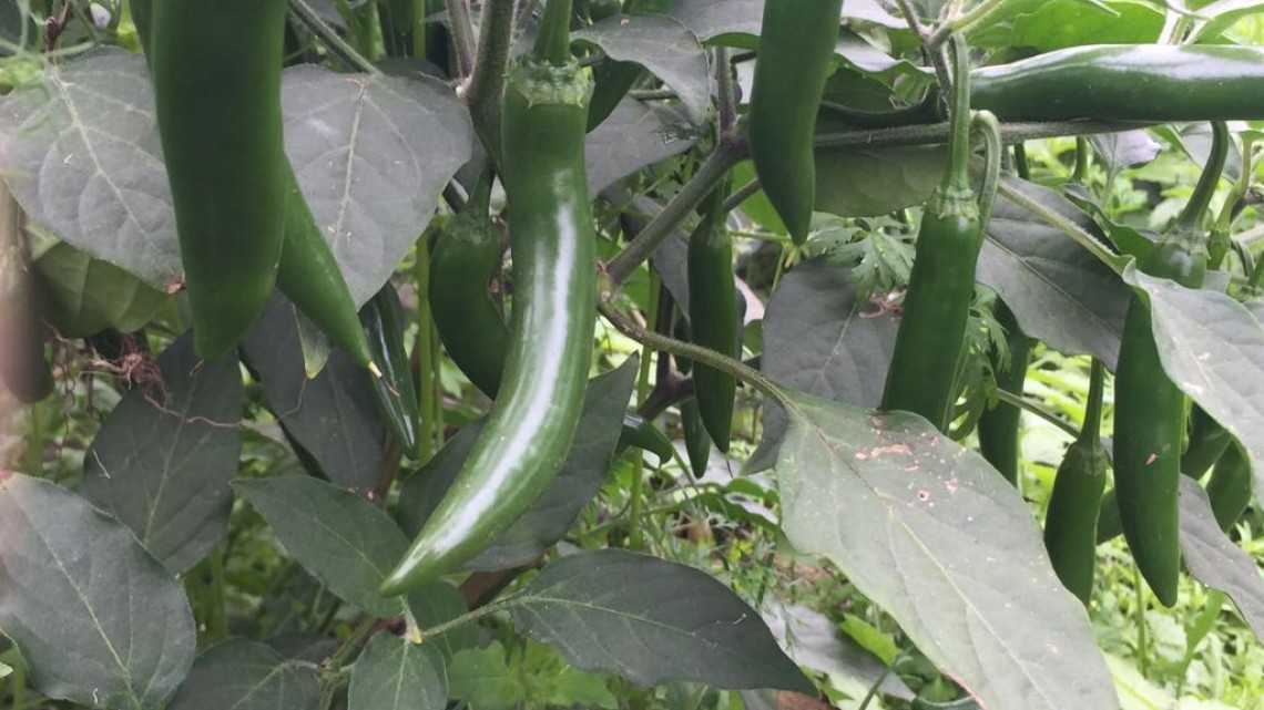 Se prevé buen precio para la venta de cebolla de exportación