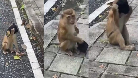 Se hace viral mono poniéndose cubrebocas en la calle