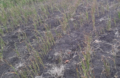 Sur de Tamaulipas, los más afectados por sequía