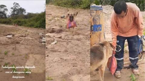 Perrito lleva el lonche a su dueño al trabajo