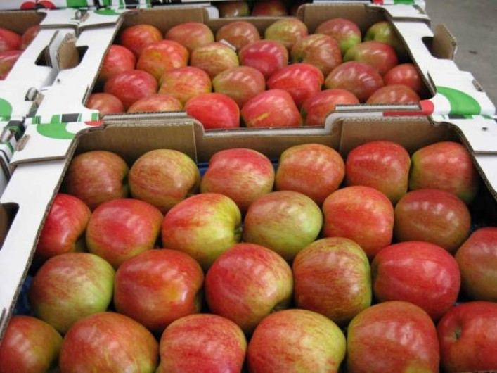 Piden diputados frenar el aumento de importación de manzanas de EU