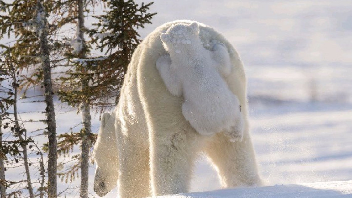 Animales como nunca los habías visto 