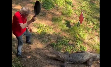 Hombre se defiende de un cocodrilo con un sartén 