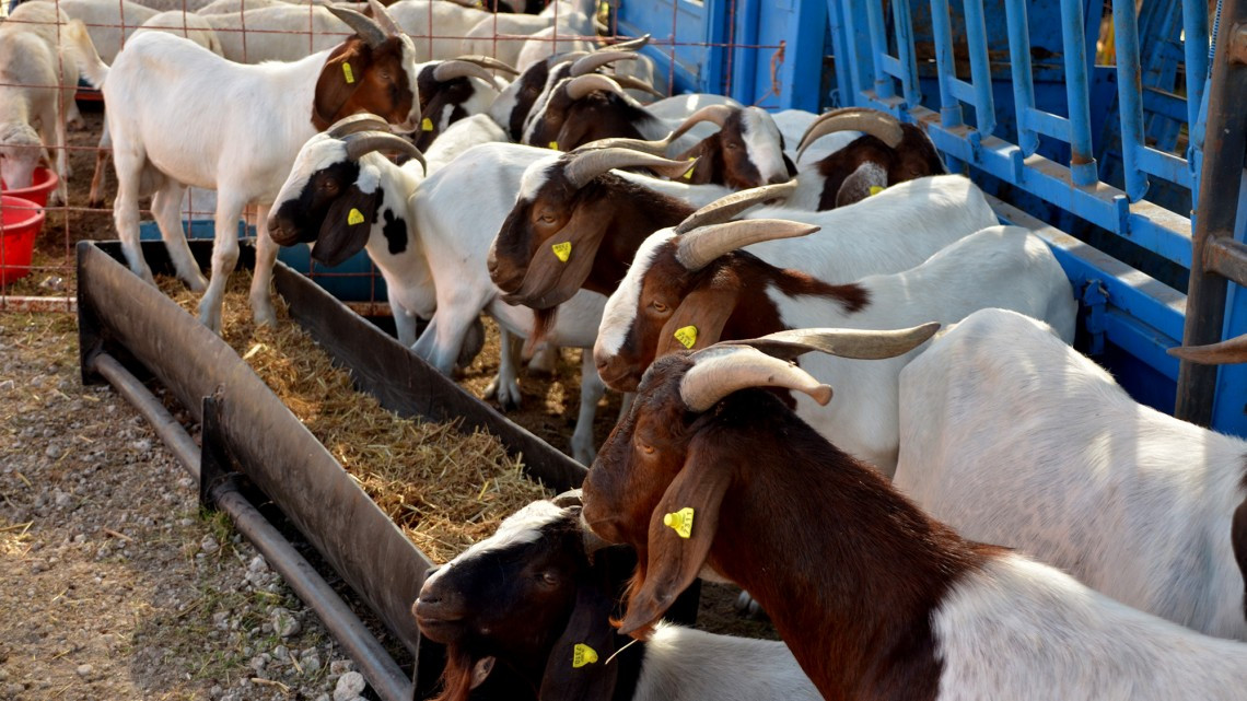 Entregan ganado bovino a productores pecuarios