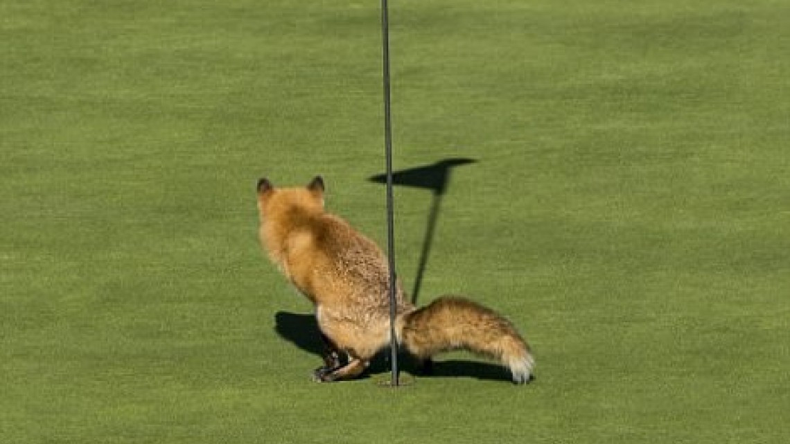 Animales como nunca los habías visto 