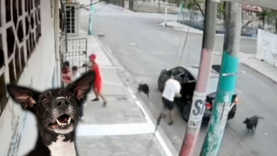 ¡La ayuda siempre viene de quien menos lo esperas! Perritos impiden secuestro de un abuelito en plena calle