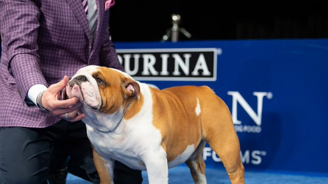 Conoce al adorable cachorro que ganó el National Dog Show 2019