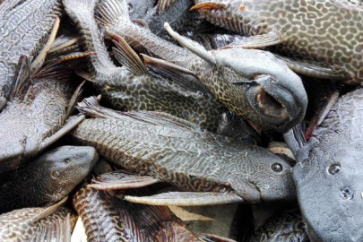 Mueren peces en la Laguna del Champayán