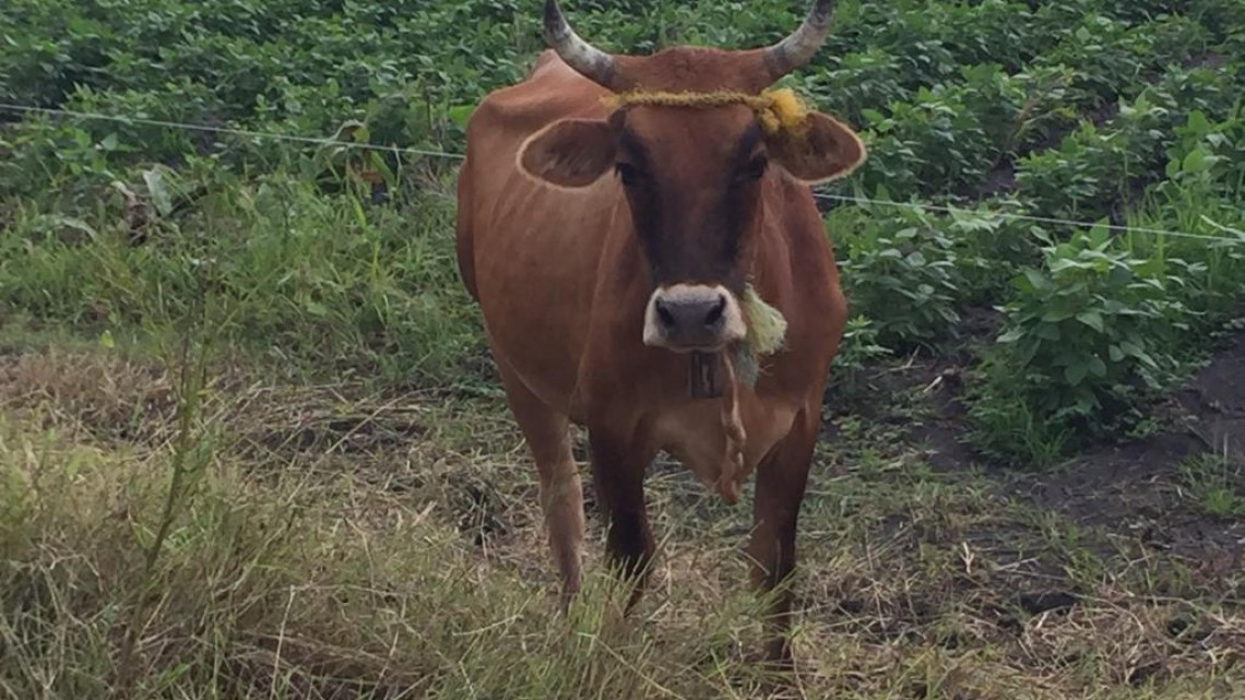 Productores del campo piden al gobierno federal ampliar el rango de apoyos