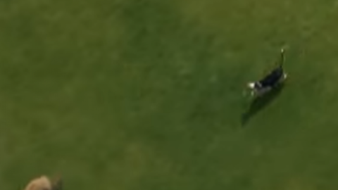 Can ahuyenta a oso en California