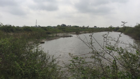 Sector agrícola y ganadero preocupados por falta de lluvias