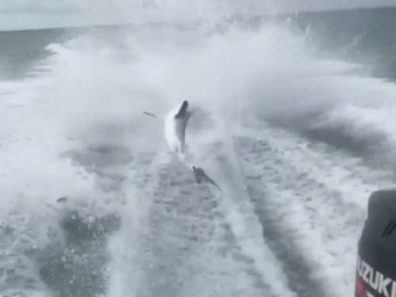 Tiburón es amarrado y arrastrado hasta morir 