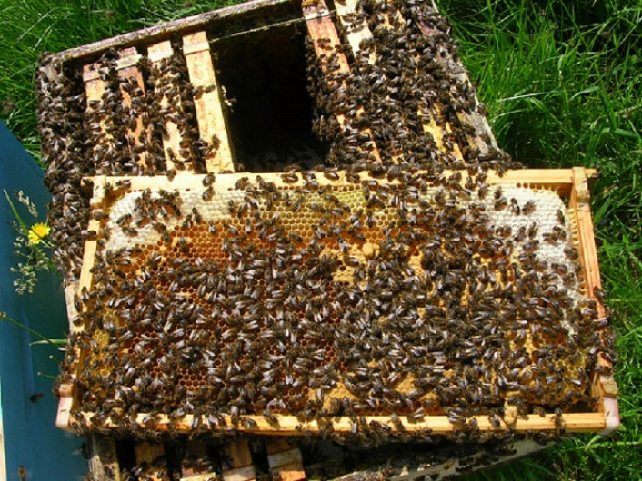 Aprovecharán panales de abejas en Nuevo Laredo