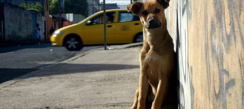 En Madero y Tampico se encuentra el mayor número de canes callejeros 