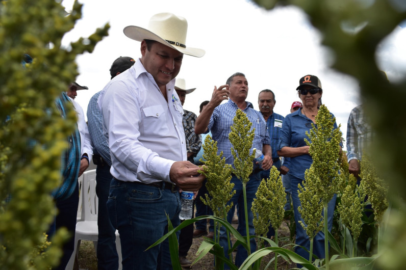 Levantará Tamaulipas un millón 800 mil toneladas de sorgo