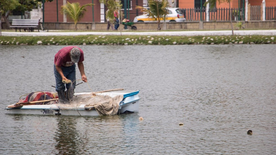 Realizan acciones para proteger tortugas y aprovechar peces del Parque Bicentenario