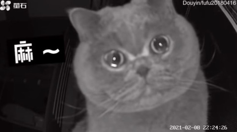 Gatita llora ante las cámaras de seguridad de la casa mientras su dueña estaba de vacaciones 