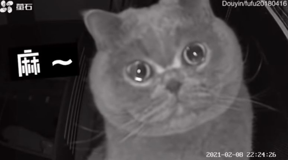 Gatita llora ante las cámaras de seguridad de la casa mientras su dueña estaba de vacaciones 