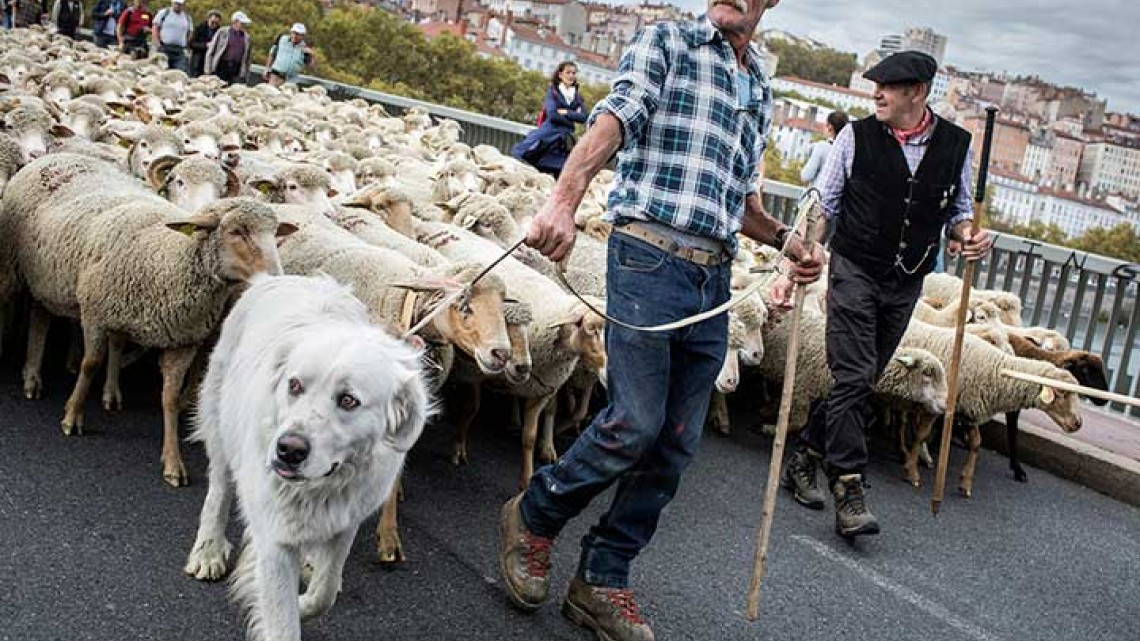 Ovejas invaden las calles de Lyon