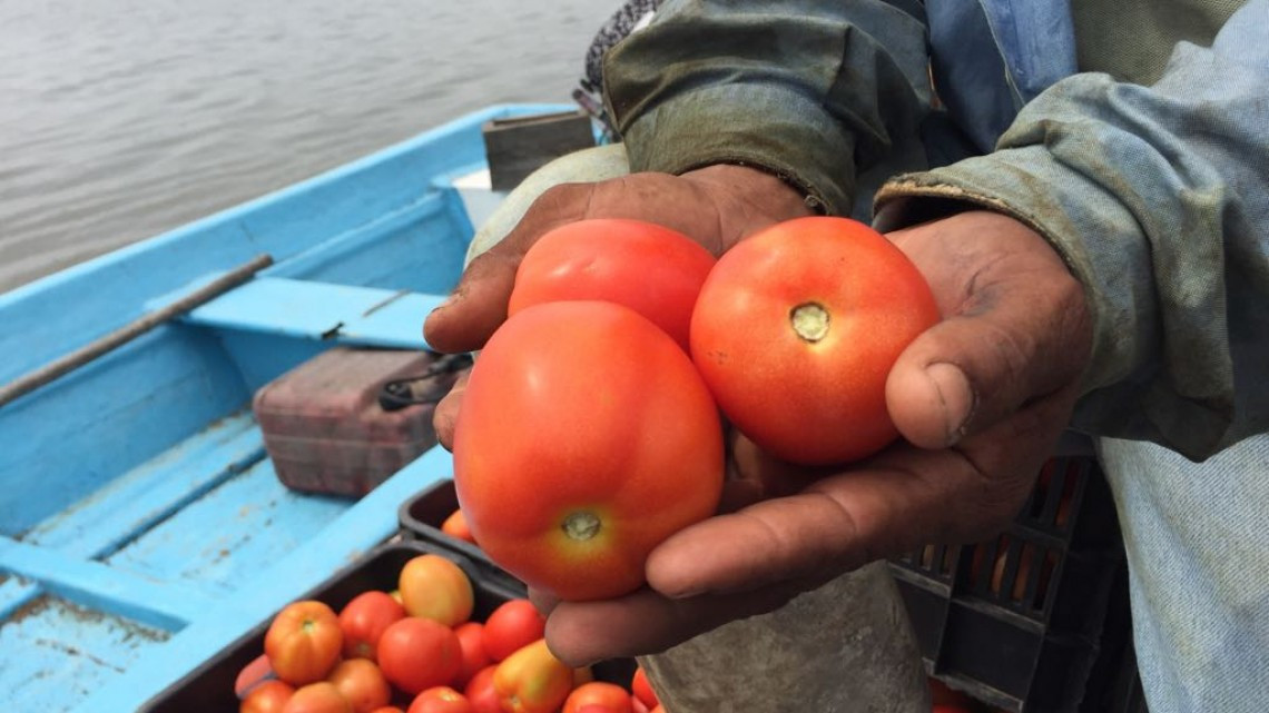 Márgenes del Tamesí, registran buena producción de tomate