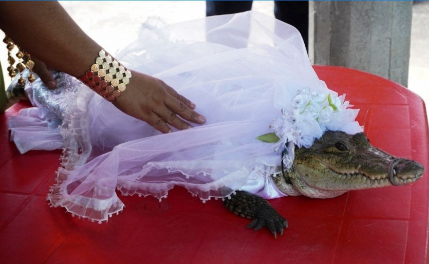 Alcalde oaxaqueño se casa con caimán 