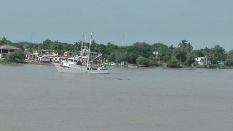 Zarpan al mar mil 600 barcos camaroneros