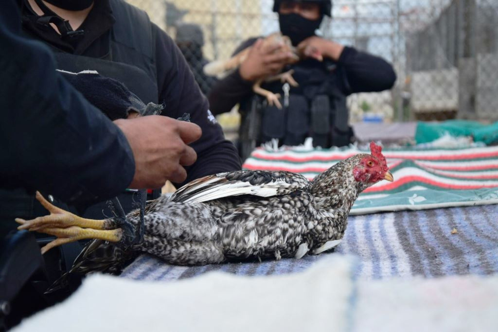 Armas drogas y gallos de pelea encuentran en Cedes de Nuevo Laredo