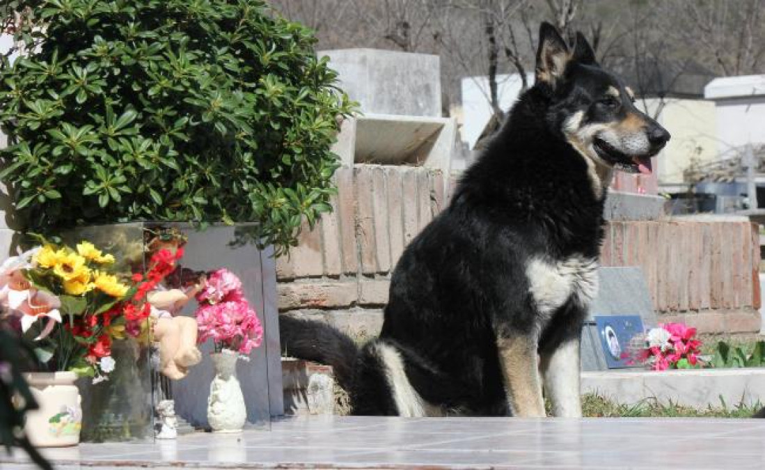 Fallece “Capitán” perro que veló tumba de su dueño 10 años