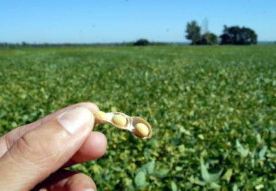Franklin afectaría cosecha de soya
