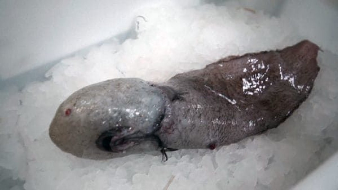 Hayan pez sin rostro en Australia