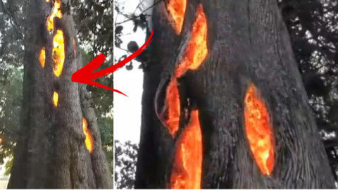 Arbol se incendia de adentro hacia afuera y sujeto lo graba 