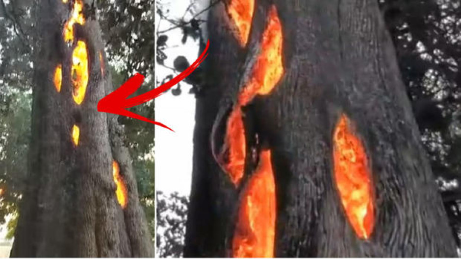 Arbol se incendia de adentro hacia afuera y sujeto lo graba 