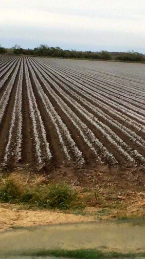 Bajas temperaturas dejan afectaciones en el campo