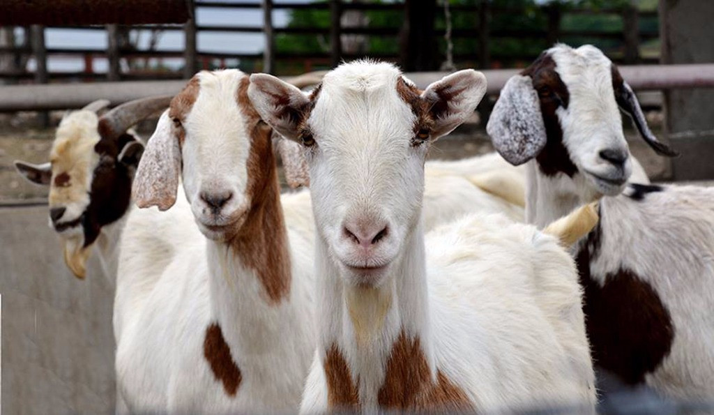 Capacitan a productores caprinos y bovinos