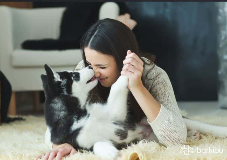 Besar a tus mascotas podría afectar tu salud
