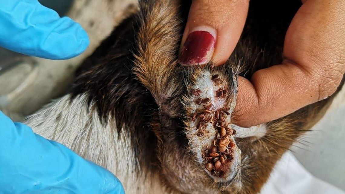 Alerta Sanitaria en la Unidad Modelo ante plaga de garrapatas