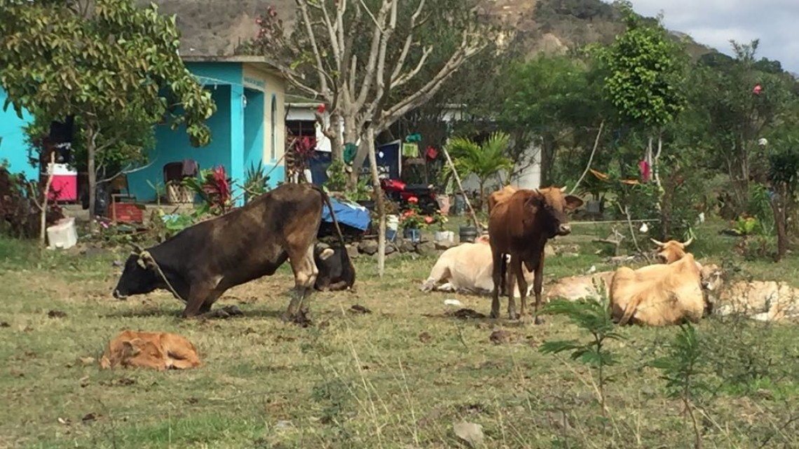 Vacas y caballos en la vía pública, peligro para automovilistas