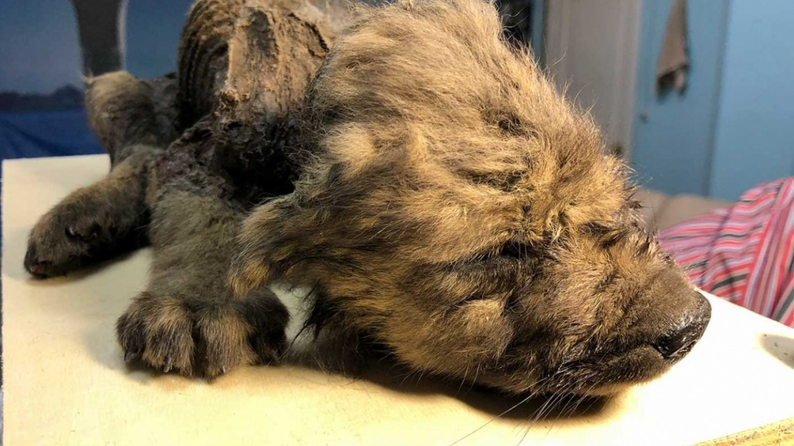 Descubren cachorro prehistórico congelado en Rusia