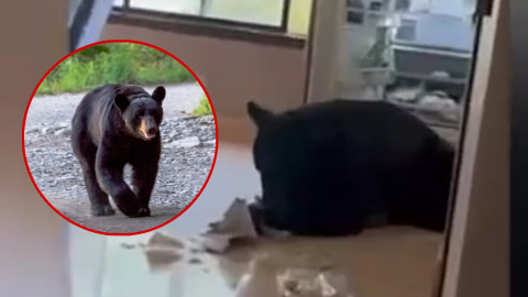 Oso entra a casa en Monterrey: ¡se sirve banquete!