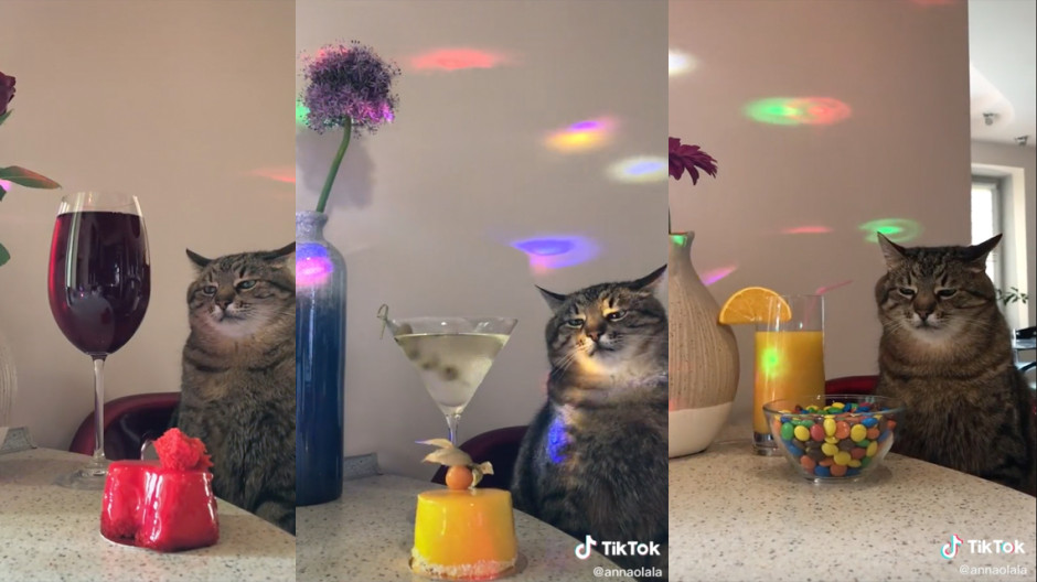 Gatito se vuelve viral tras aburrirse en fiesta